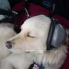 Best Dog Hearing Protection
