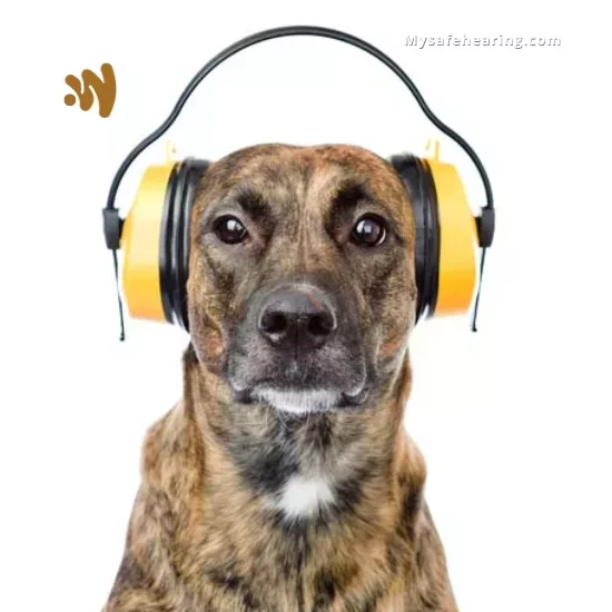 Do Dogs Need Hearing Protection